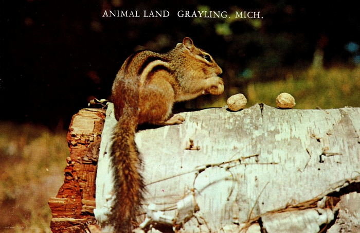 Animal Land - Postcards And Promo (newer photo)